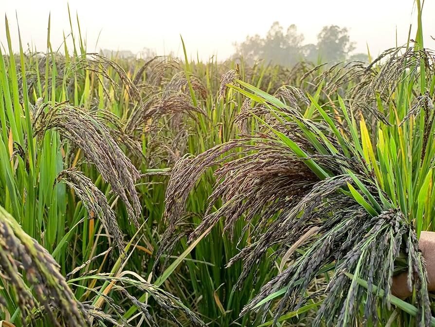 TeraiFarms Kalanamak Rice  1 kg